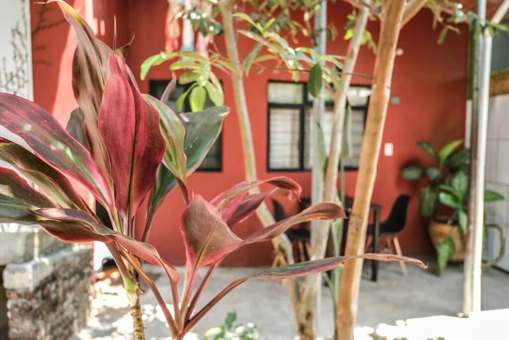 Chill Green Beautiful Downtown Area Tv Good Wifi Oaxaca ภายนอก รูปภาพ